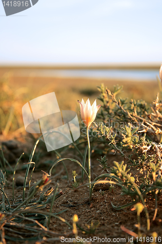 Image of Steppe flowers.