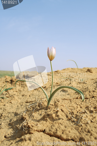Image of Steppe flowers.