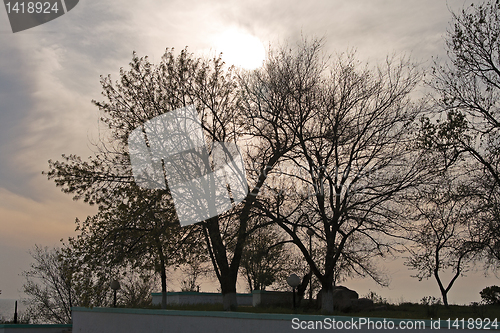 Image of Trees at sunset.