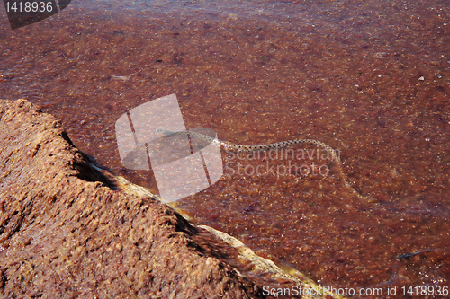 Image of Yellow-bellied (Caspian) skid.