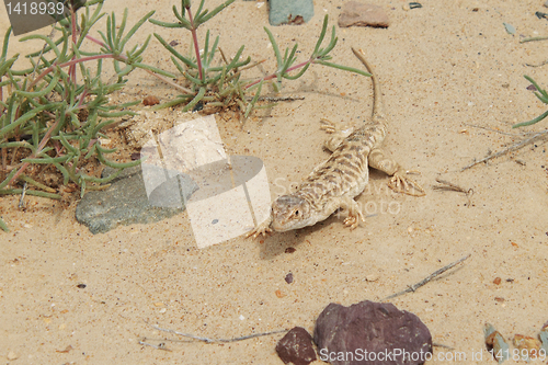 Image of Lizard.