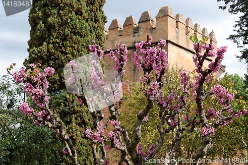 Image of Judas tree in bloom in Alhambra gardens