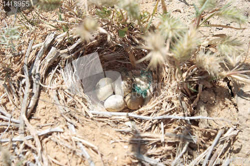 Image of Nest in the steppe.