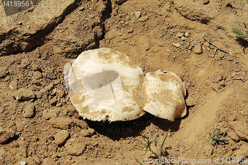 Image of Steppe mushroom.