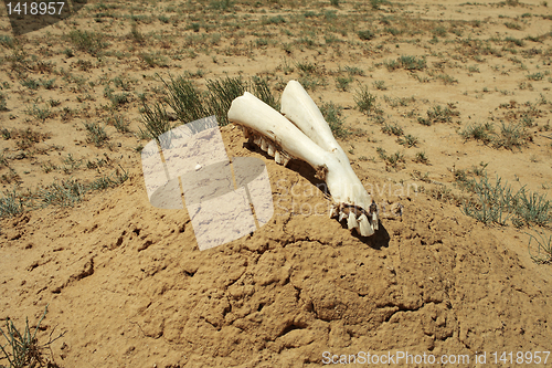 Image of Jaw camel.