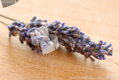 Image of Lavender sprigs