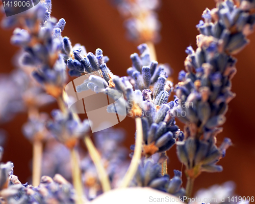 Image of Lavender sprigs