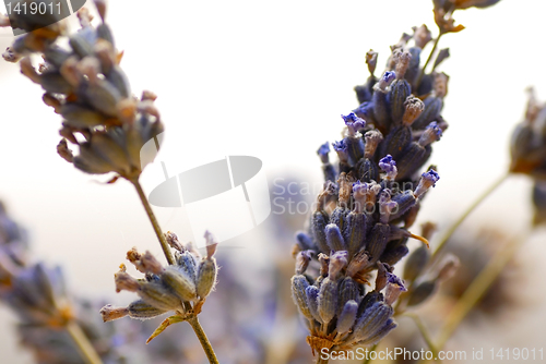 Image of Lavender sprigs