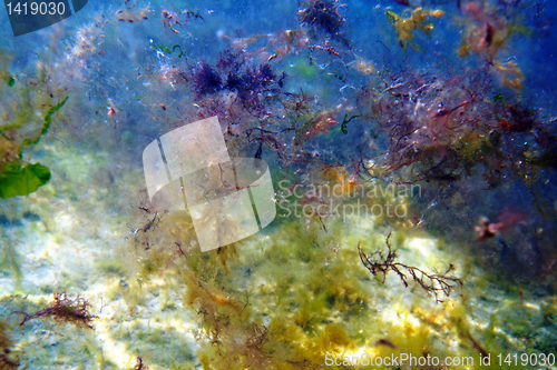 Image of Underwater abstract.