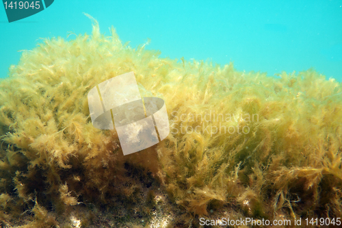 Image of Marine mud.