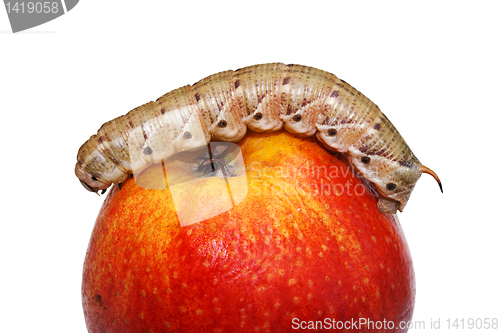 Image of Caterpillar on the apple.