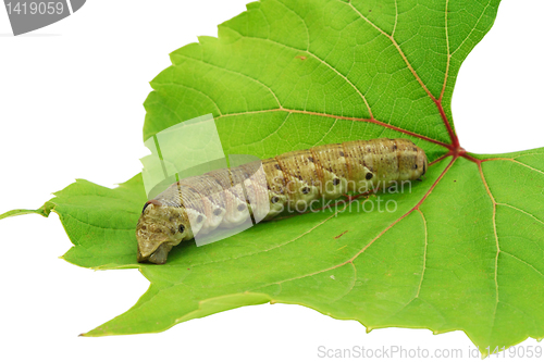 Image of Caterpillar on a grape leaf.