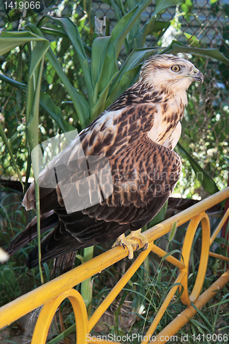Image of Falcon Saker Falcon.