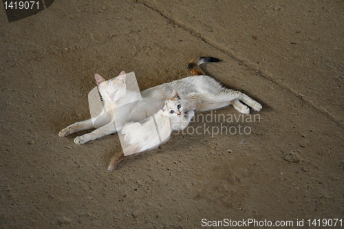 Image of cat with a kitten.