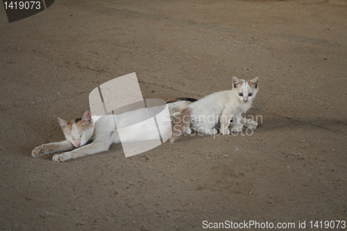 Image of cat with a kitten.