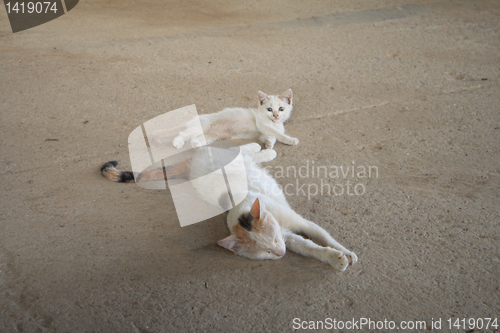 Image of cat with a kitten.