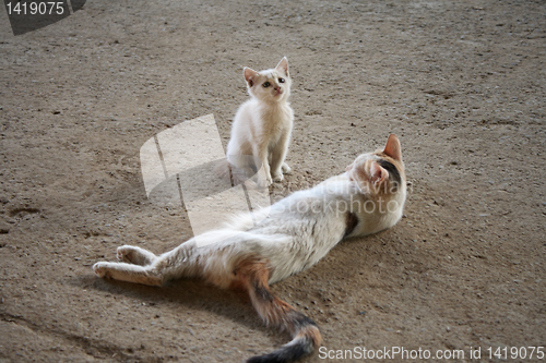 Image of  cat with a kitten.