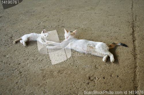 Image of cat with a kitten.