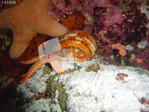 Image of sea star