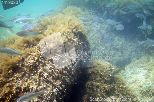 Image of White bream.