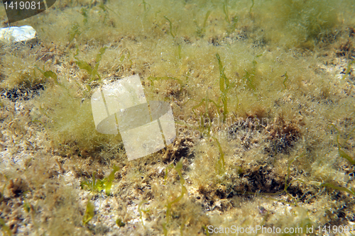 Image of Marine mud.