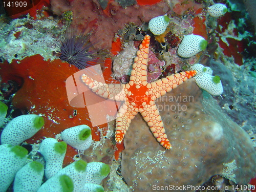 Image of sea star