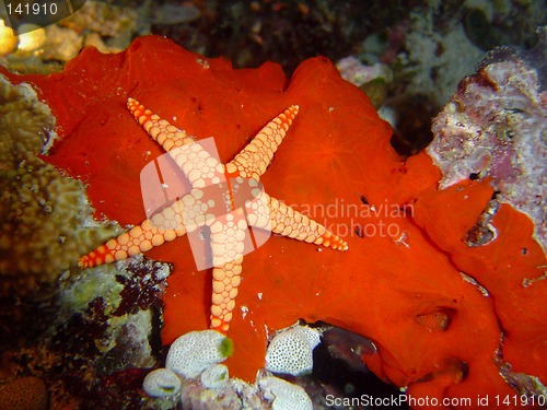 Image of sea star