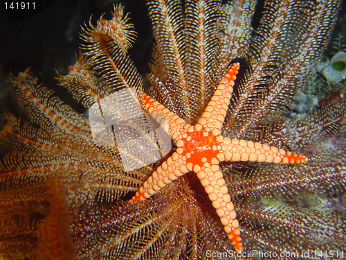 Image of sea star