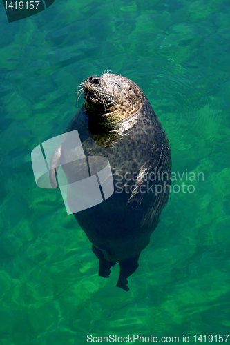 Image of Seal 