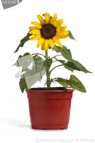 Image of Sunflower 