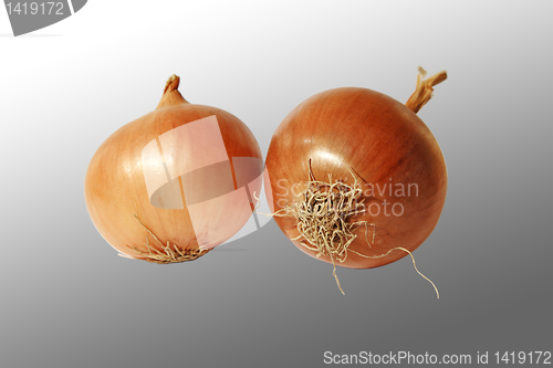 Image of Onions.