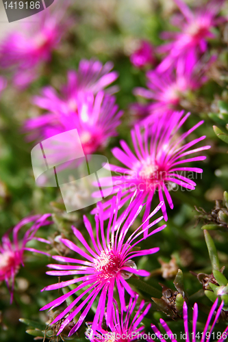 Image of pink flowers 