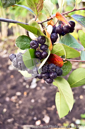 Image of Chokeberry branch in