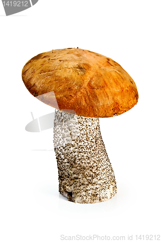 Image of Mushroom orange-cap boletus 