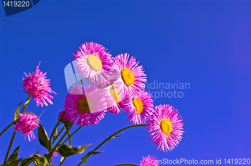 Image of Pink flowers in the sky