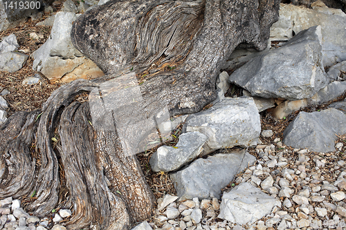 Image of Old olive tree