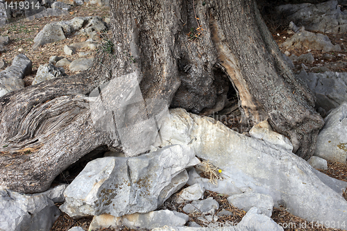 Image of Old olive tree