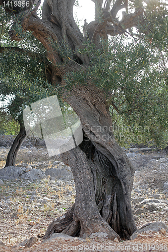 Image of Old olive tree