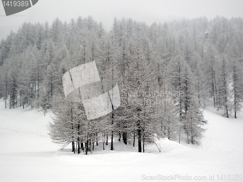 Image of Winter in Pragelato