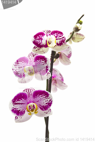 Image of Fresh orchid