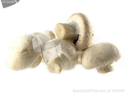 Image of fresh champignon 