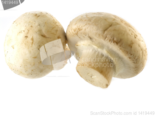 Image of fresh champignon 