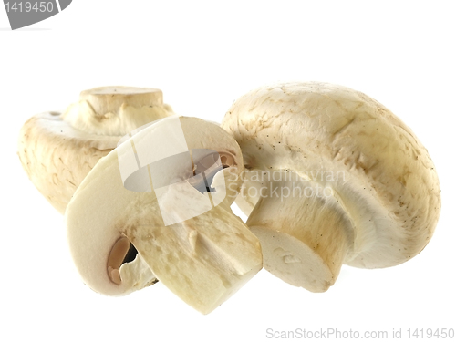 Image of fresh champignon 