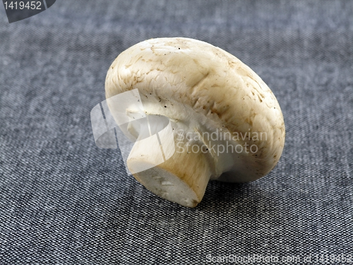 Image of fresh champignon 