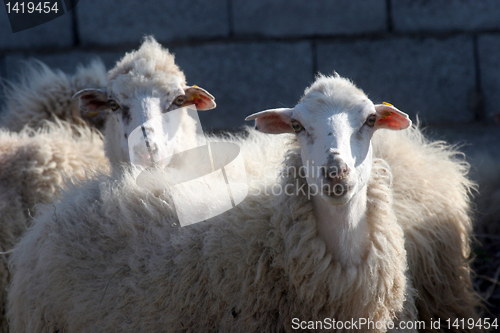 Image of Sheep