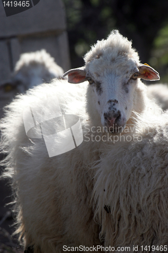 Image of Sheep