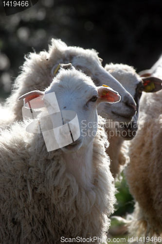 Image of Sheep