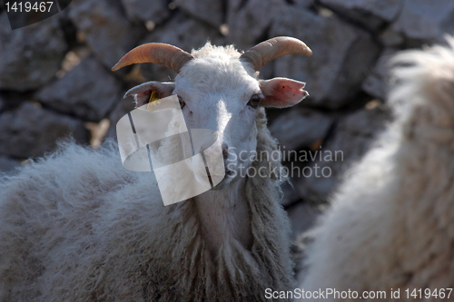 Image of Sheep