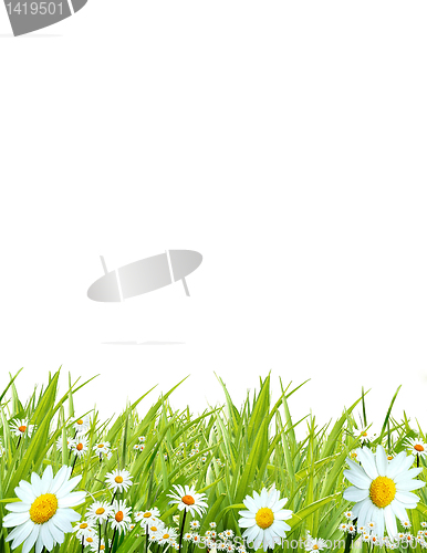 Image of White camomiles