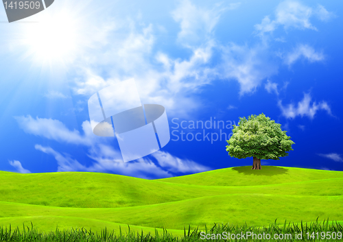 Image of Green grass